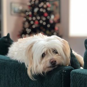 Meet your Posher, Bailey